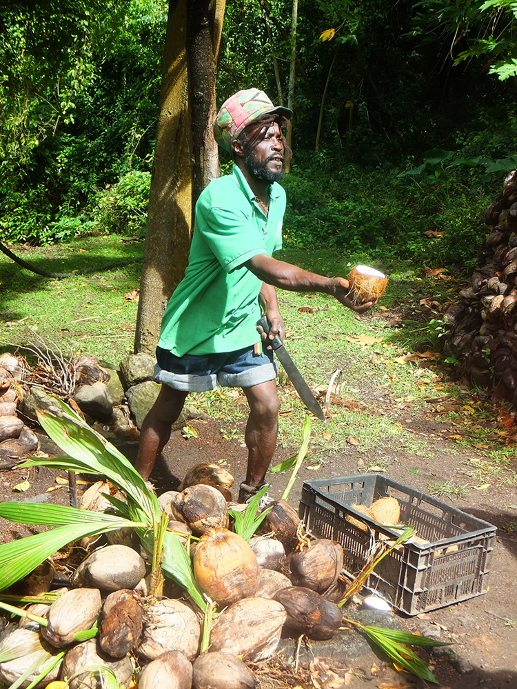 St Lucia Coconut Man 2